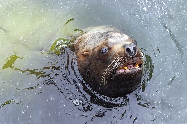 Mablethorpe Seal Sanctuary & Wildlife Centre